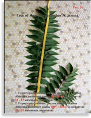 Райское Дерево