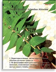 Райское Дерево