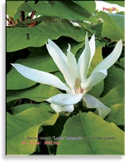 Магнолия Лотус