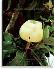 Магнолия Голиаф