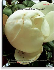 Магнолия Голиаф