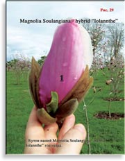 Магнолия Иолант