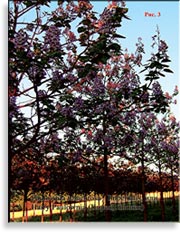 Павлония имперская