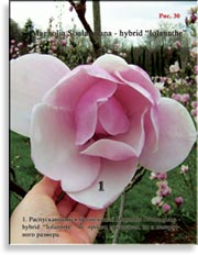 Магнолия Иолант