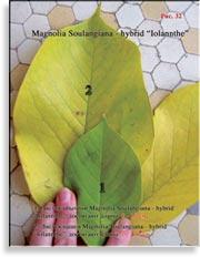 Магнолия Иолант