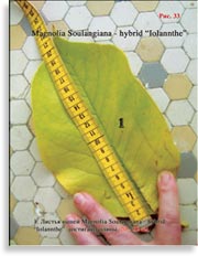 Магнолия Иолант