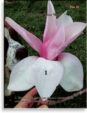 Магнолия Звёздные войны