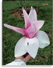 Магнолия Звёздные войны