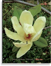 Магнолия Бабочка