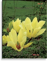 Магнолия Бабочка