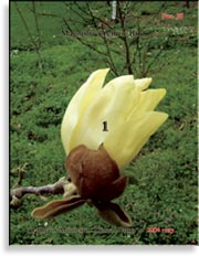 Магнолия Жёлтая Птица