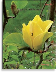 Магнолия Жёлтая Птица