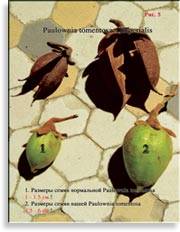 Павлония имперская