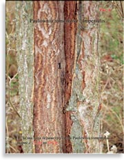 Павлония имперская