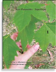 Acer Platanoides (Клён)