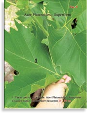 Acer Platanoides (Клён)