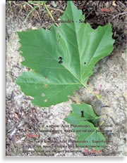 Acer Platanoides (Клён)