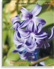 Гиацинт голубой (Hyacinthus orientalis L.)