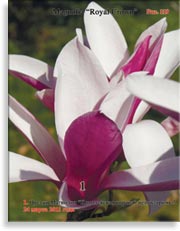 Магнолии «Королевская корона» (Magnolia «Royal Crown»)
