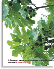 Инжир сорта «Муасон»
