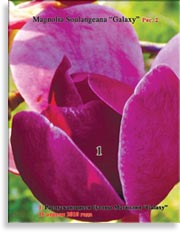 Бутоны Magnolia Soulangeana «Galaxy»