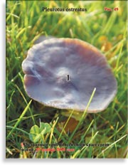 Устричный гриб – Pleurotus ostreatus