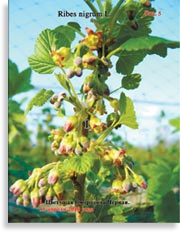 Смородина Чёрная Ribes nigrum L.