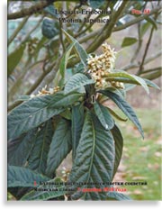 Японская слива – Loquats-Eriobotria Photina Japonica