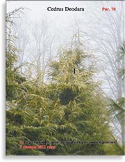 Кедры голубые – Cedrus Atlantica f. Glauca
