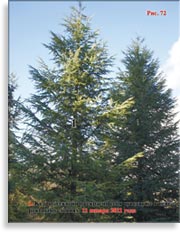 Секвойя – Sequoia Sempervirens