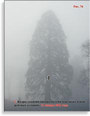 Секвойя – Sequoia Sempervirens