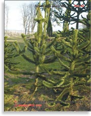 Араукария чилийская (Araucaria araucana)