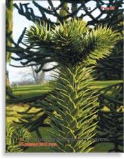 Араукария чилийская (Araucaria araucana)