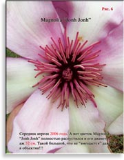 Магнолия Джон Джон