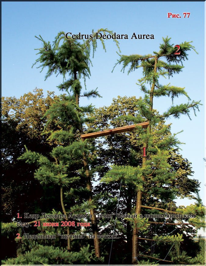 Кедр Деодара Аурея (Cedrus Deodara Aurea)