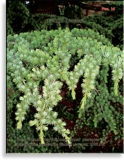Cedrus Deodara