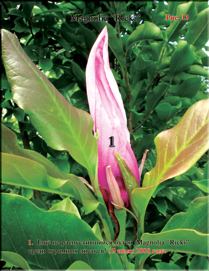 Magnolia «Ricki»