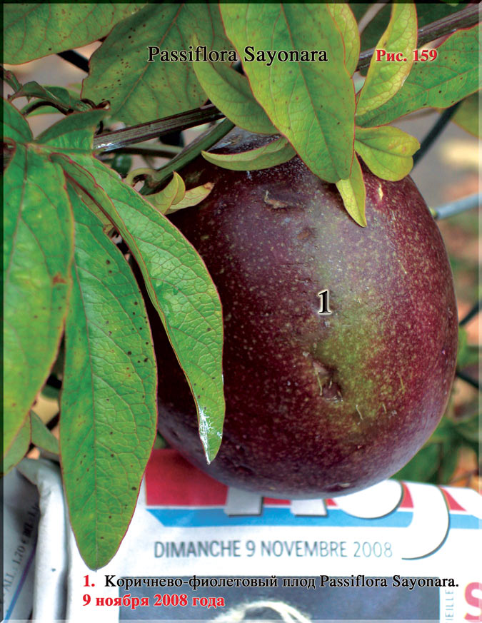 Пассифлора – Passiflora Sayonara