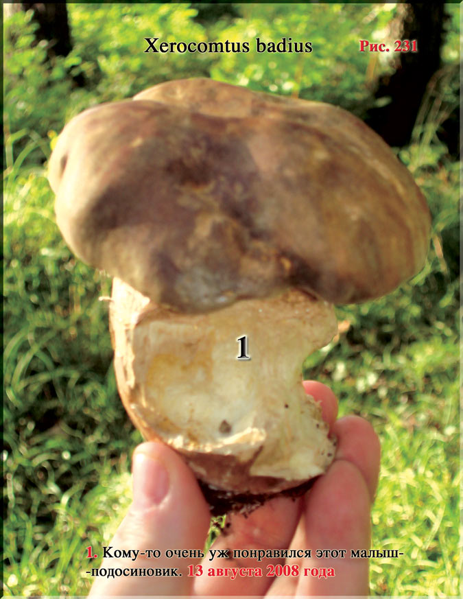 Подосиновик – Xerocomtus badius