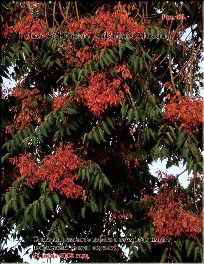 Tree of Heaven — Ailanthus Altissima (райское дерево)