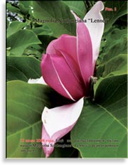 Magnolia Soulangiana «Lennei»