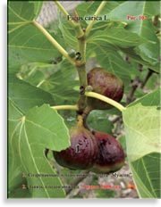 Инжир – Ficus carica L.