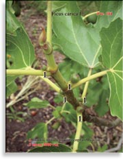 Инжир – Ficus carica L.