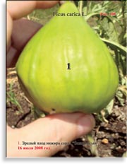 Инжир – Ficus carica L.