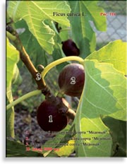 Инжир – Ficus carica L.