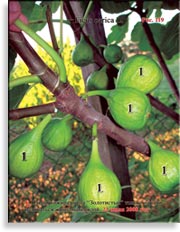 Инжир – Ficus carica L.