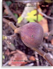 Инжир – Ficus carica L.