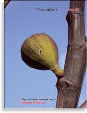 Инжир – Ficus carica L.