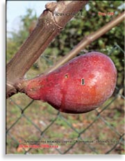 Инжир – Ficus carica L.