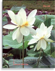 Белый Лотос – Nelumbo nucifera «alba»